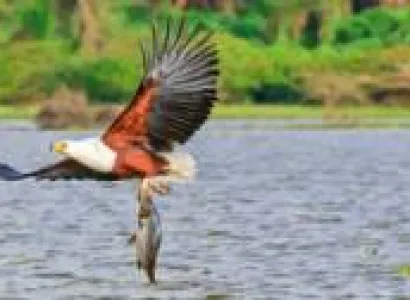 06 Nights - 07 Days Kenya Safari Package - Premium