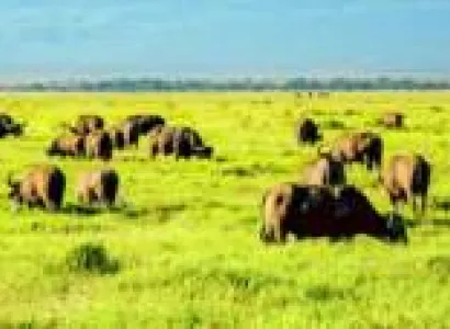 06 Nights - 07 Days Kenya Safari Package - Standard