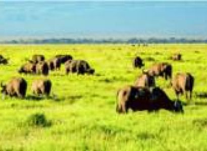 06 Nights - 07 Days Kenya Safari Package - Deluxe