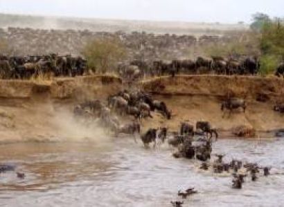 Maasai Mara Wildebeest Migration Tour