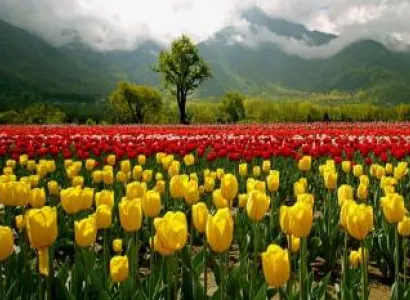 Tulip Festival - Srinagar - Gulmarg Tour 3 Nights - 4 Days
