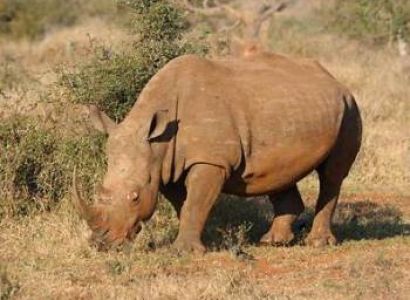 07 Nights  08 Days Mount Kenya- Lake Nakuru- Maasai Mara - Mombasa Honeymoon Package