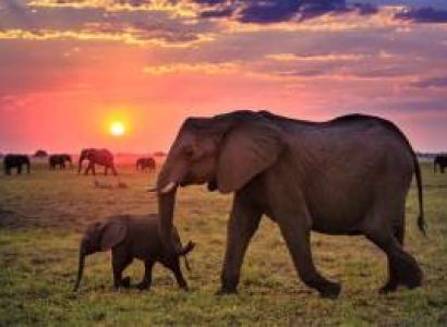 Nairobi - Maasai Mara - Nairobi Tour