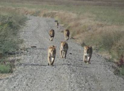 Serengeti National Park Safari 4 Days Private Tour