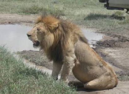 6-Day Cross-Border Safari The Ultimate East African
