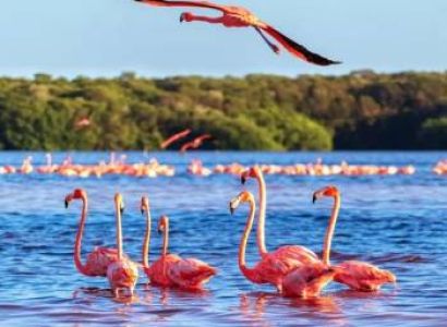 Wild 5-Day Masai Mara - Lake Nakuru Safari Adventure Tour