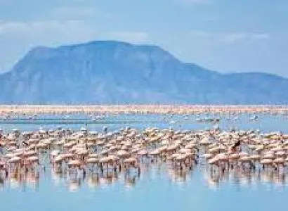7-Day Comfort Safari With Lake Natron Tour