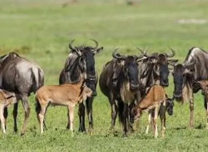 6-Day Ndutu Comfort Safari - The Great Migration Experience Tour