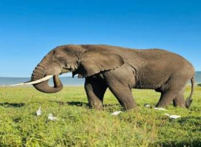 7 Days Serengeti Northern Migration Safari Exclusive Luxury Itinerary