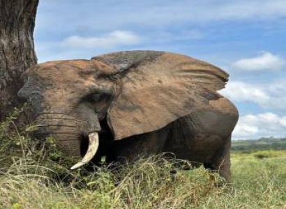 8-Day Lemosho Route Mount Kilimanjaro