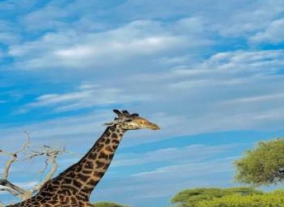 4 Days Safari to Remember
