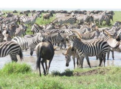 6 Days Northern Circuit Safari FAM Trip