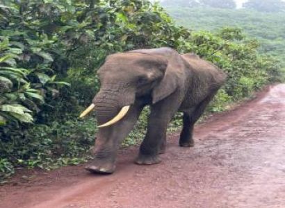 Arusha National Park Day Trip