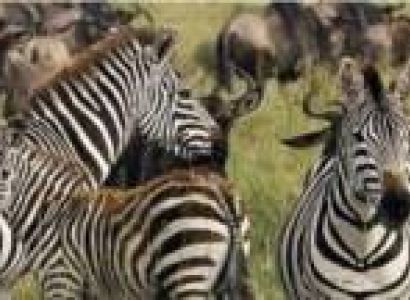 5-Day Beach Holiday - Game Drive Safari Tour From Zanzibar