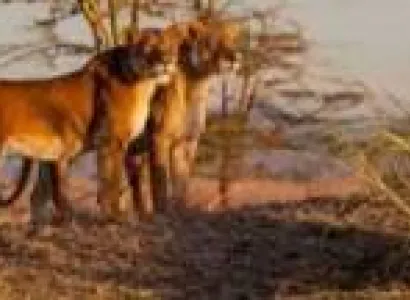 3-Day Tanzania Safari Tour From Zanzibar