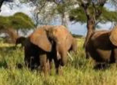 12-Day Mid-Range Safari - Beach Holiday Tour