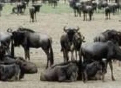 7-Day Mid-Luxury Safari Tour