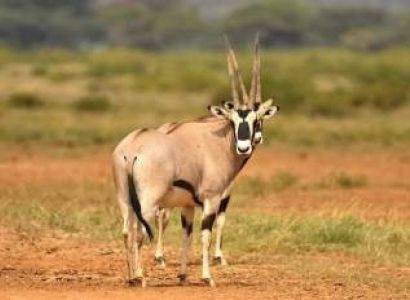 2 Days Nairobi & Samburu Standard Tour Package