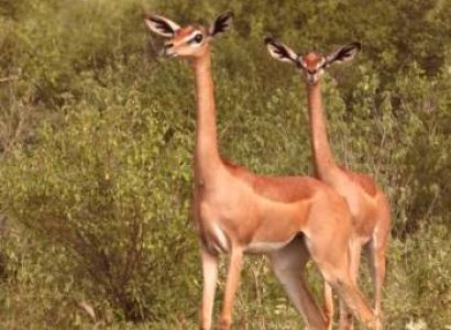 Nairobi & Samburu 3 Days Luxury Tour Package