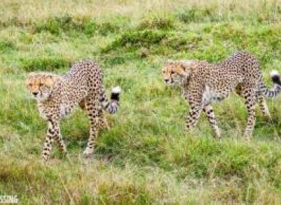 3 Days Nairobi & Masai Mara Tour Package Luxury