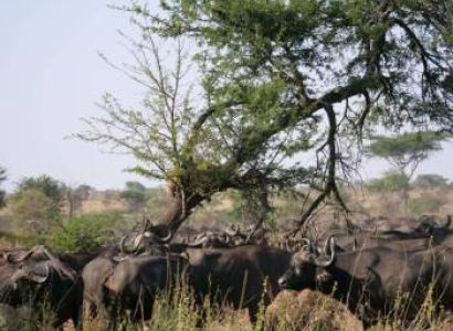 5-Day Tarangire - Manyara - Serengeti - Ngorongoro Safari Tour