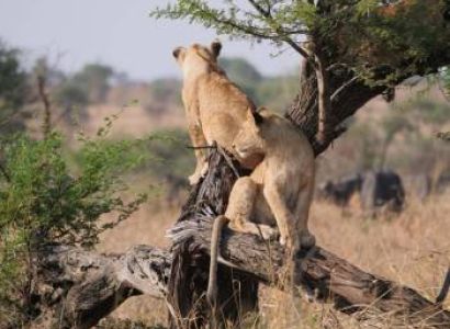 6-Day The Best Of Tanzania Safari Tour