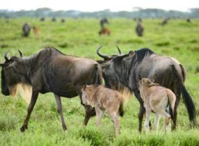 7-Day Camping Safari Tour