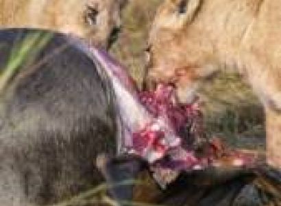 8-Day The Best Of Tanzania Safari Tour