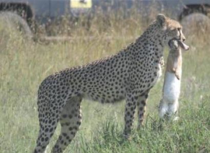 3 Day Luxury Safari to Lake Manyara, Ngorongoro Crater and Tarangire