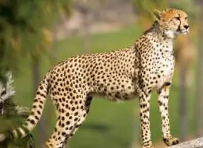 12 Days - 11 Night Kenya And Tanzania Safari Tour