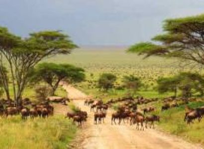 3-Day Fly-in & Fly-out Safari (Serengeti from Zanzibar)