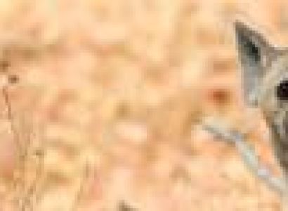 3-Day Extended Nyerere National Park Safari