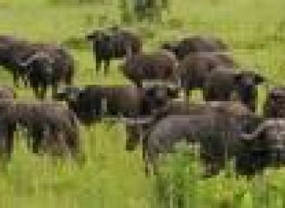 3-Day Affordable Mikumi & Nyerere Iconic Safari