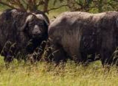 3-Day Marvelous Safari to Mikumi National Park by Sgr