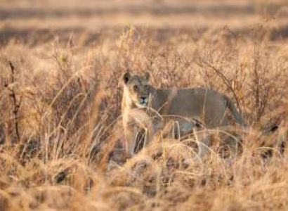 3-Day Fly in & Fly-out Safari from Zanzibar to Mikumi NP