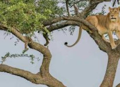 3-Day Fly-in Safari from Zanzibar Island to Iconic Wild