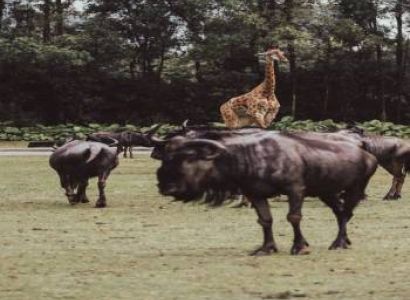 7 Days Budget Masai Mara Safari Package