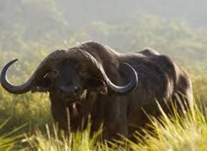 11 Days Family Safaris Tour