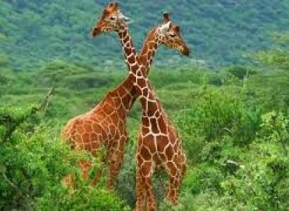 8 Days Bachelors Safaris Tour