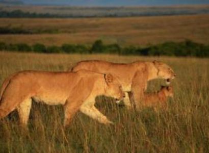 3 Days Disability - Wheelchair Accessible Kenya Tour