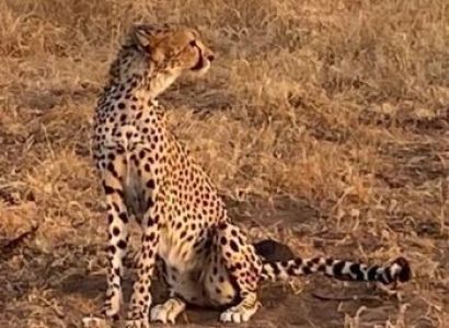 4 Days - 3 Nights Masai Mara Tour