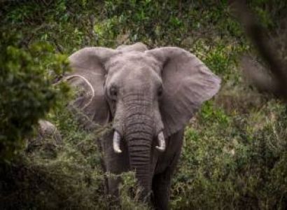 8 Days - 7 Nights Best Of Northern Kenya Tour