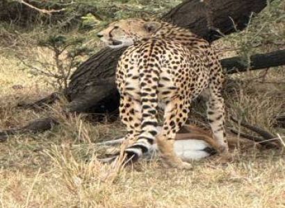 7 Days Nairobi & Nakuru Luxury Holiday