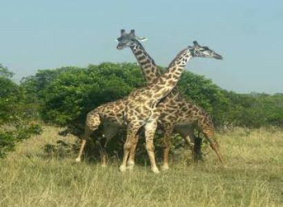 5 Days 4 Nights Maasai Mara Safari
