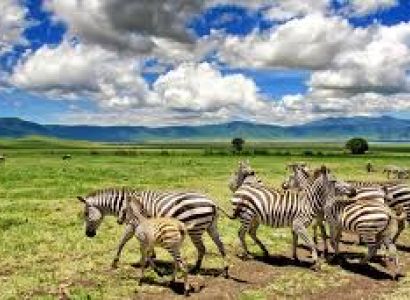 Ngorongoro - Serengeti Circuit Tour