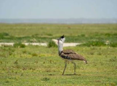 4 - 6 Day Honeymoon Safari