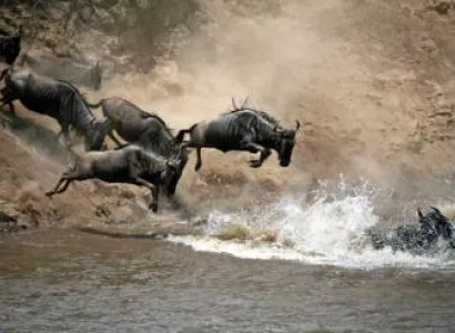 6 Day Great Migration Safari Tour