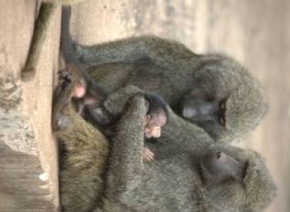 4 Day Serengeti And Ngorongoro Safari Tour