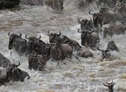 10 Days Great Wildebeest Mara River Crossing Serengeti Migration Tour