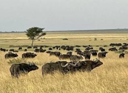 8 Day Wildlife Safari Including Wildebeest Migration Mid Range Tour